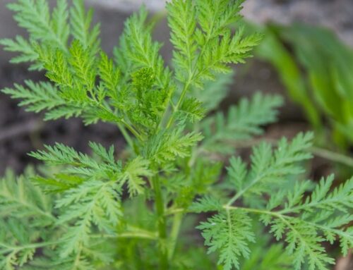 Artemisia annua oder Einjähriger Beifuß – das sagenumwobene Kraut!